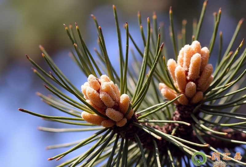 胰腺炎恢復期可以吃松花粉嗎