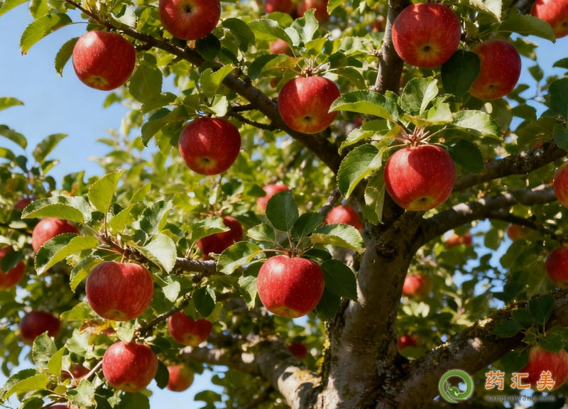 胰腺炎剛恢復可以吃蘋果嗎