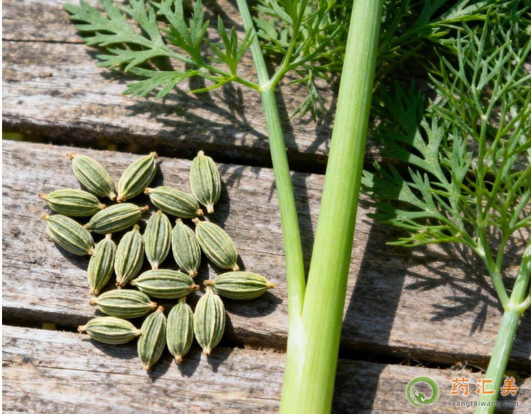 胰腺炎可以吃小茴香嗎