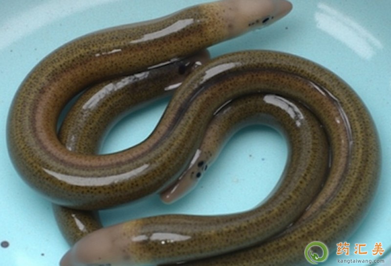 胰腺炎恢復期可以吃黃鱔嗎 胰腺炎恢復期可以吃黃鱔嗎