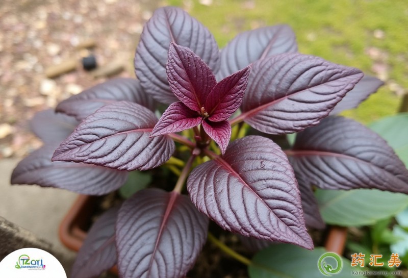 胰腺炎恢復期可以吃紫蘇嗎 胰腺炎恢復期可以吃紫蘇嗎