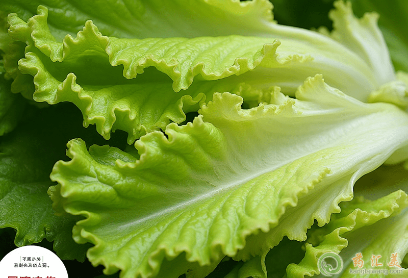 失眠可以吃生菜 失眠可以吃生菜