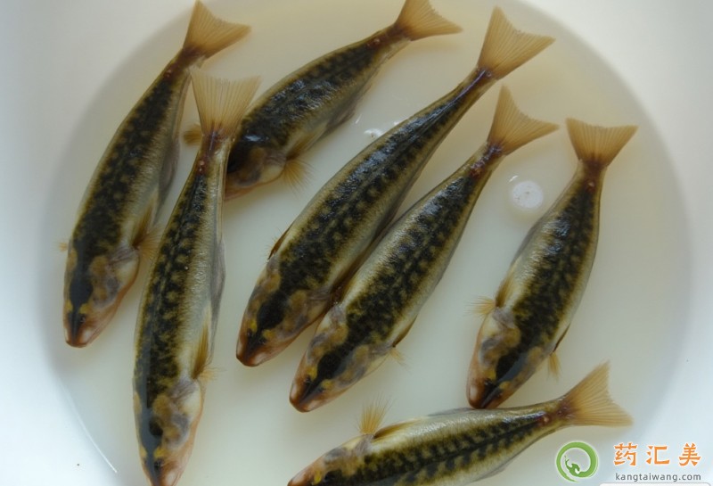 泥鰍的營養價值 泥鰍的營養價值