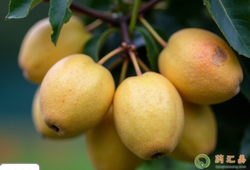 梨和什么食物搭配吃最好 梨和什么食物搭配吃最好