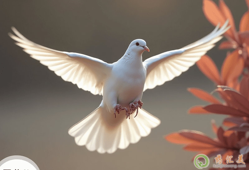 口臭可以吃鴿子 口臭可以吃鴿子