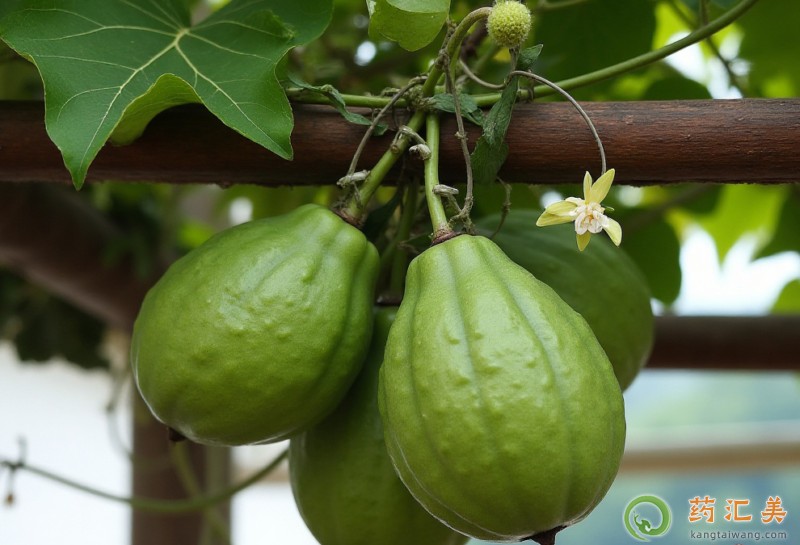 胰腺炎能吃佛手瓜嗎 胰腺炎能吃佛手瓜嗎