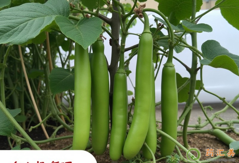 便秘能吃瓠瓜嗎 便秘能吃瓠瓜嗎