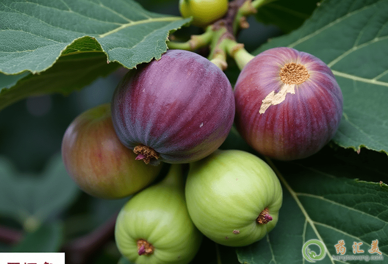 無花果的功效與作用 無花果的功效與作用