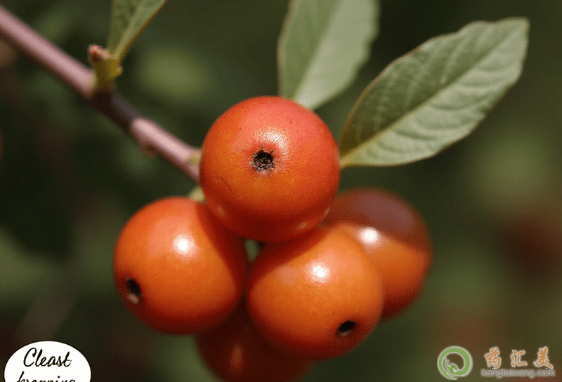 酸棗的營養(yǎng)價值 酸棗的營養(yǎng)價值