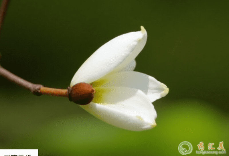 槐花的營養價值 槐花的營養價值