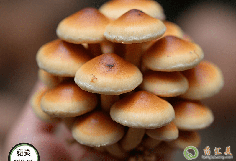 ӹĠI(yng)B(yng)r(ji)ֵ