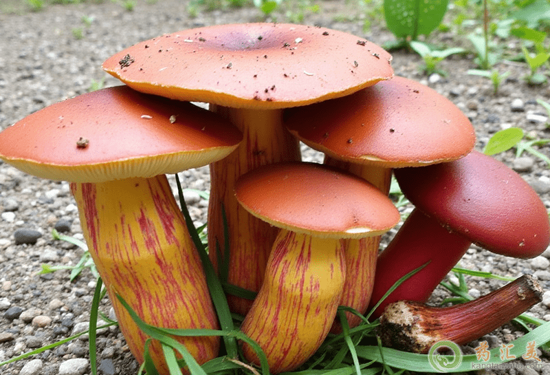 牛肝菌的功效與作用 牛肝菌的功效與作用