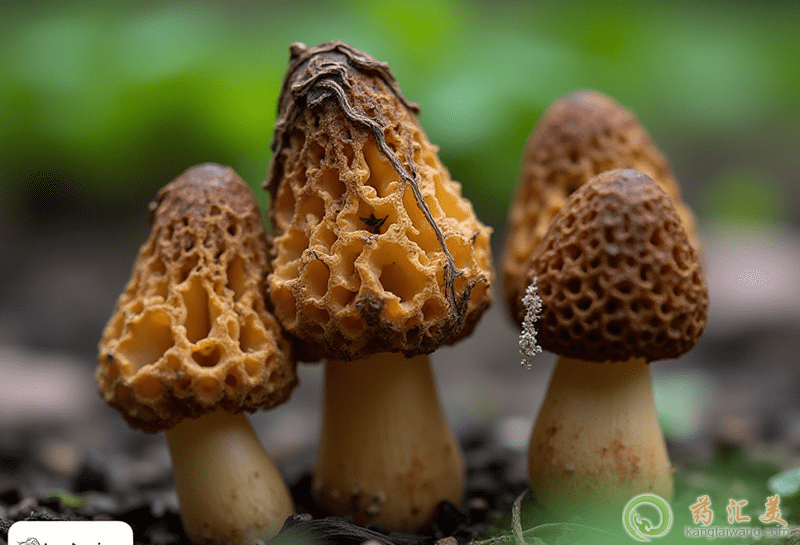 羊肚菌的營養(yǎng)價值 羊肚菌的營養(yǎng)價值