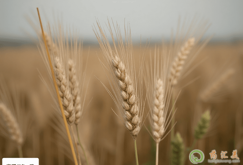 ĠI(yng)B(yng)r(ji)ֵ