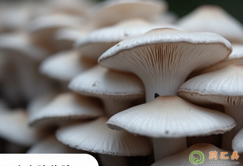 孕期與哺乳期能吃平菇嗎 孕期與哺乳期能吃平菇嗎