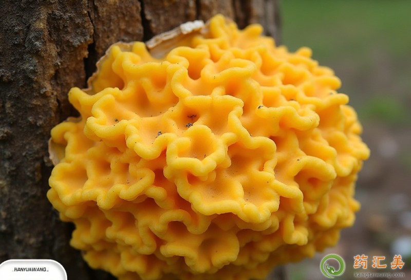 胰腺炎恢復(fù)期能吃黃耳嗎 胰腺炎恢復(fù)期能吃黃耳嗎