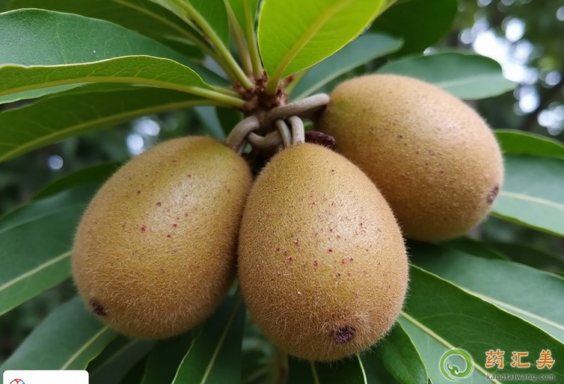 胰腺炎能吃人心果嗎 胰腺炎能吃人心果嗎