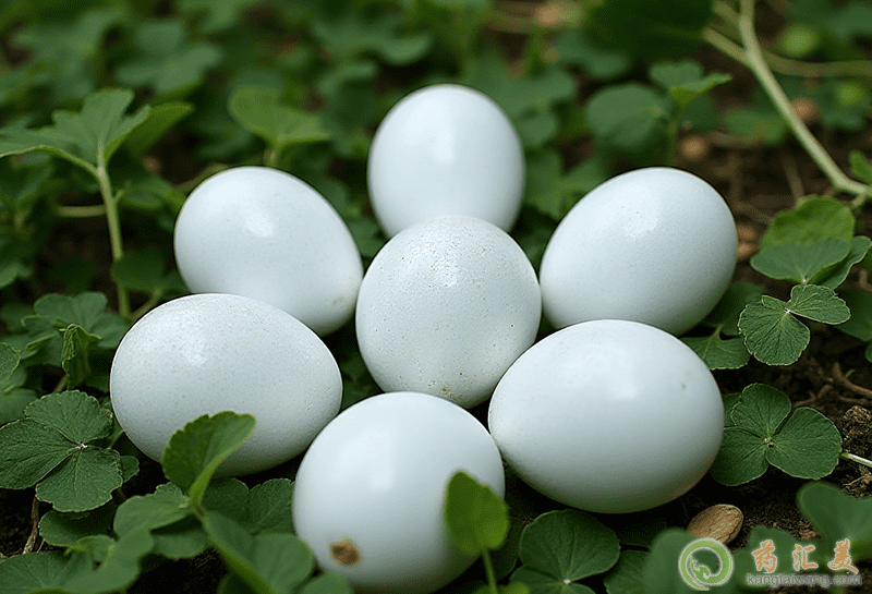 鵝蛋的營養(yǎng)價值 鵝蛋的營養(yǎng)價值