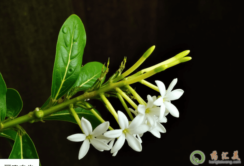 夜香花的功效與作用 夜香花的功效與作用